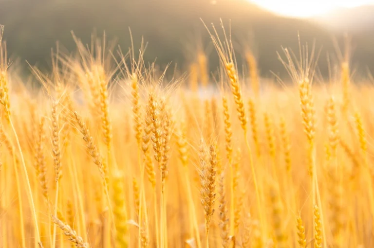 栄養豊富なライ麦とは？全粒粉との違い