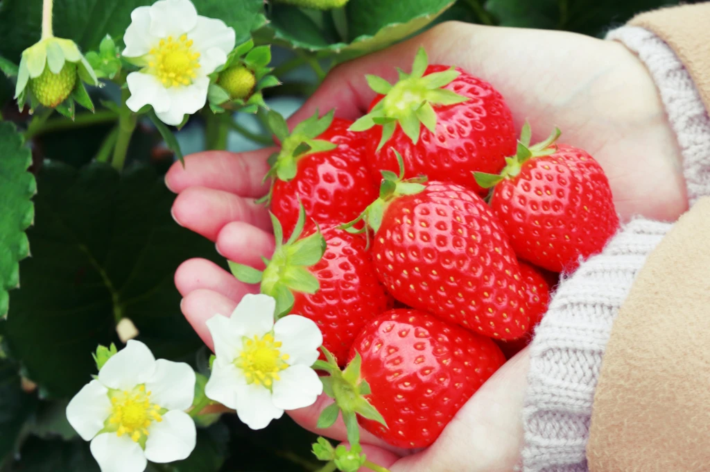 いちごの糖質と美容効果まとめ