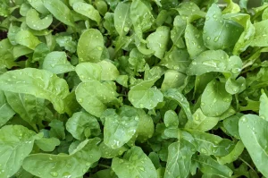 ルッコラの抗酸化パワーと美容効果