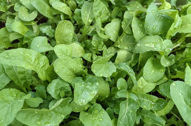 ルッコラの抗酸化パワーと美容効果