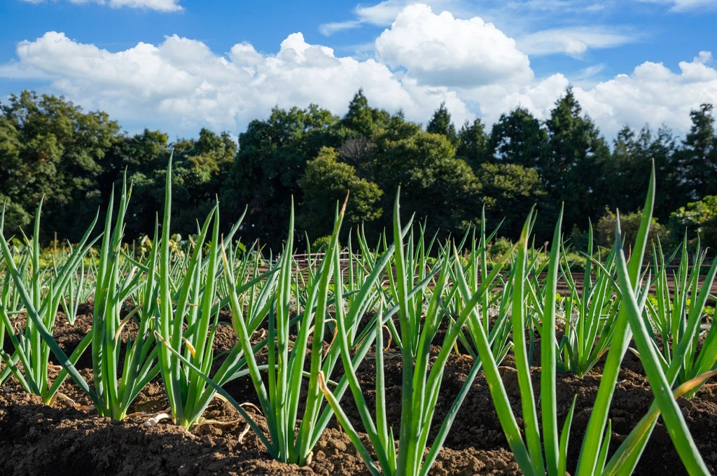 ダイエット中のネギはOK？栄養と糖質量