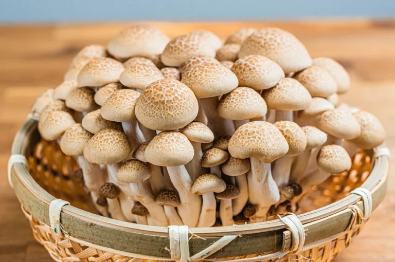 しめじの効果と栄養でダイエット