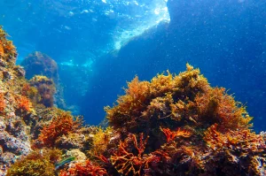 ダイエットとミネラル不足