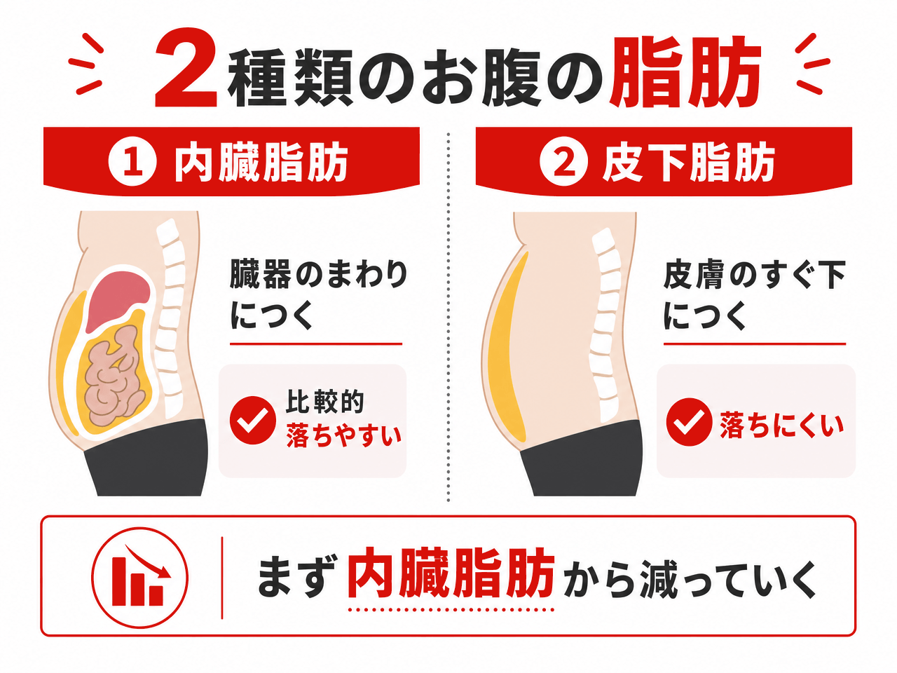 2種類のお腹の脂肪の図解。①内臓脂肪は臓器のまわりにつき比較的落ちやすい②皮下脂肪は皮膚のすぐ下につき落ちにくい。まず内臓脂肪から減っていく