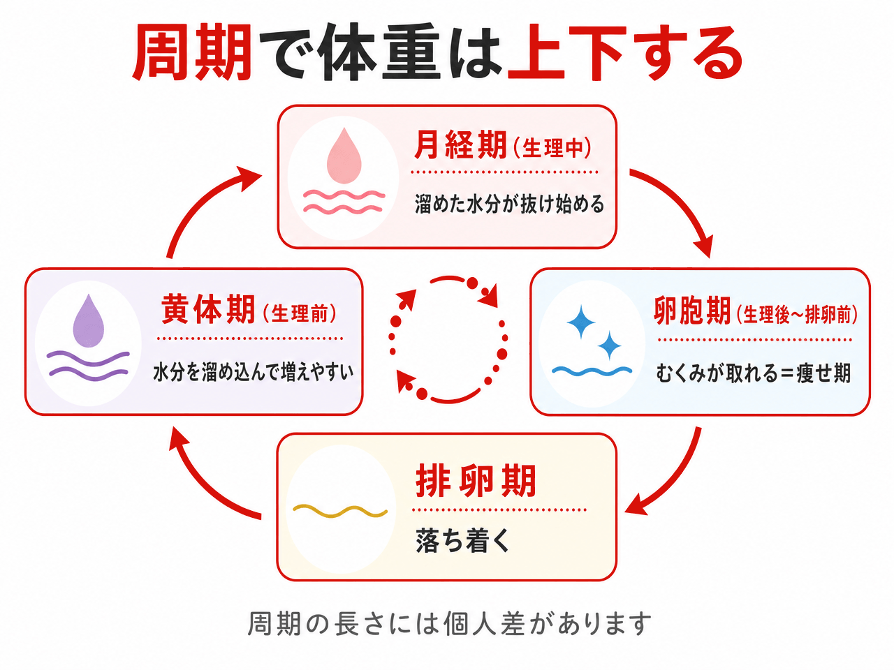 周期で体重は上下することを示す循環図。月経期は生理中で溜めた水分が抜け始める、卵胞期は生理後から排卵前でむくみが取れる痩せ期、排卵期は落ち着く、黄体期は生理前で水分を溜め込んで増えやすい。周期の長さには個人差があります